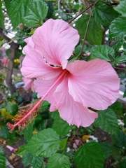 Hibiscus