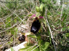 Ophrys bertolonii bertolonii
