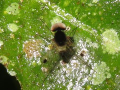 Chrysopilus elegans