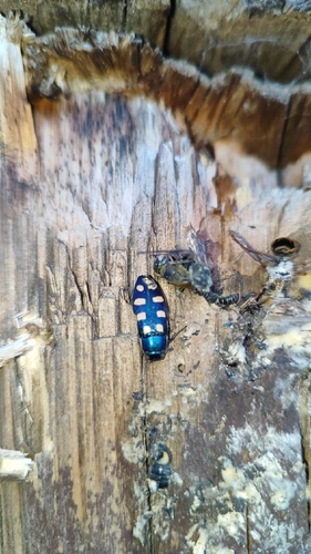 Eight-spotted Jewel Beetle