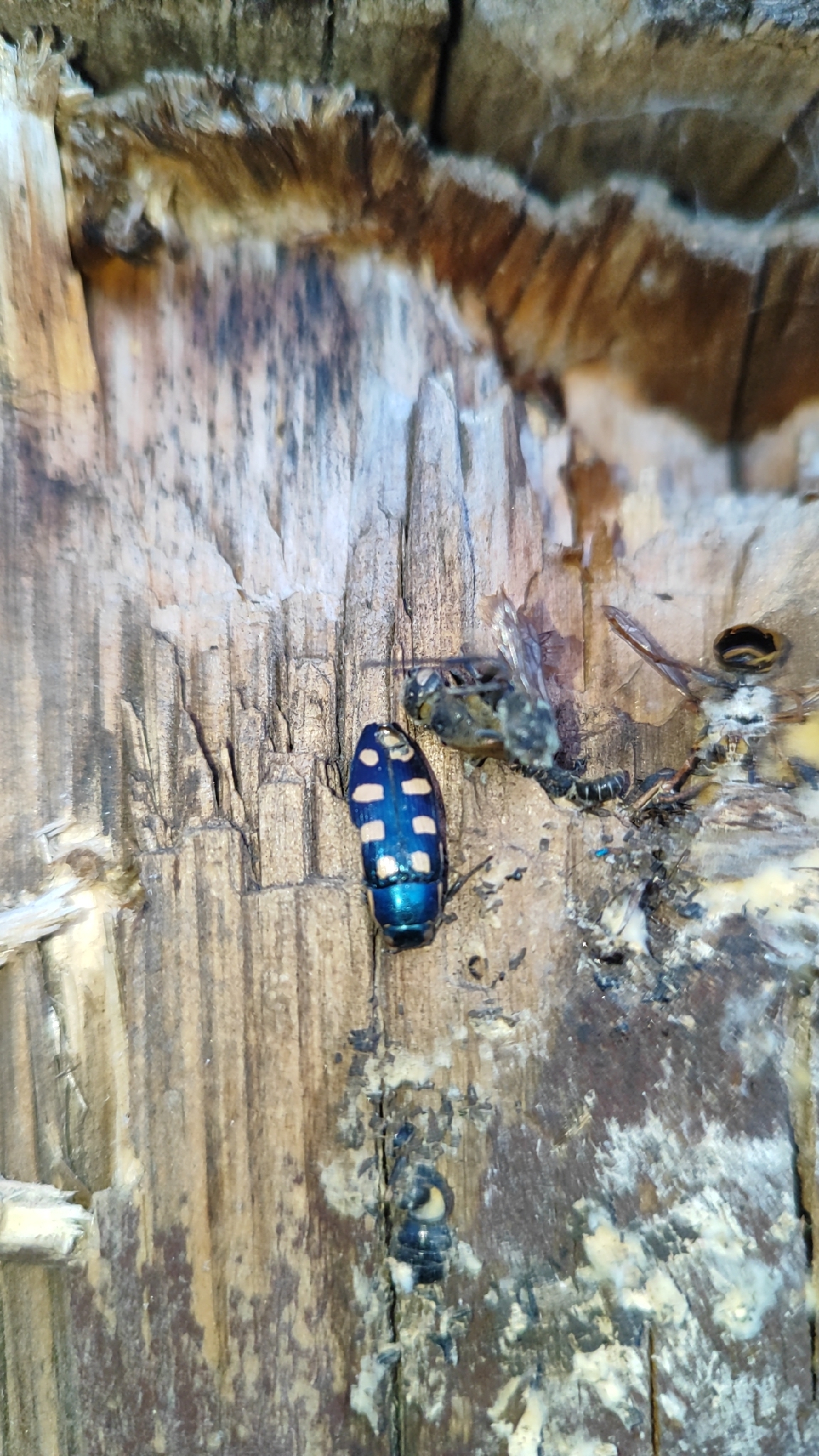 Buprestis octoguttata