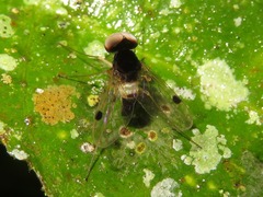 Chrysopilus elegans