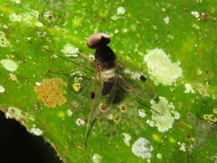 Chrysopilus elegans