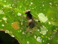 Chrysopilus elegans