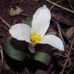 Trillium nivale
