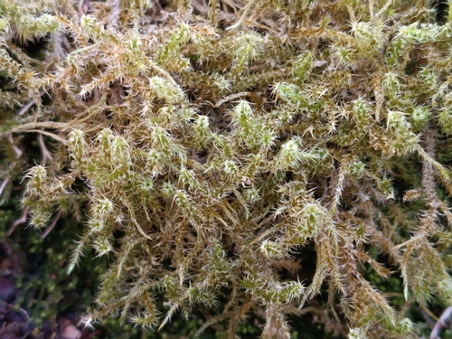 Square Gooseneck Moss (Rhytidiadelphus squarrosus)