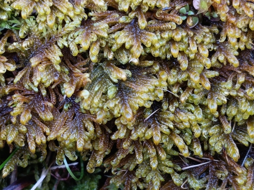 Curled Hook-moss (Palustriella commutata)