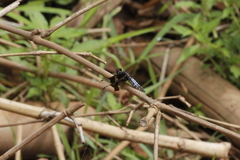 Palpopleura