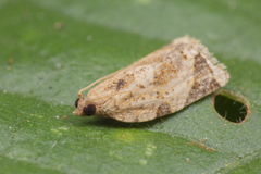 Neocalyptis affinisana