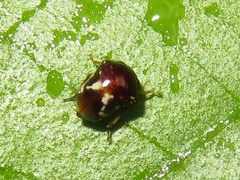 Tragopini