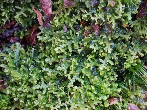 Creeping Fingerwort (Lepidozia reptans)