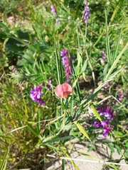 Lathyrus sphaericus