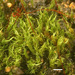Ambiguous Ditrichum Moss - Photo (c) Bruce McCune, some rights reserved (CC BY-NC), uploaded by Bruce McCune