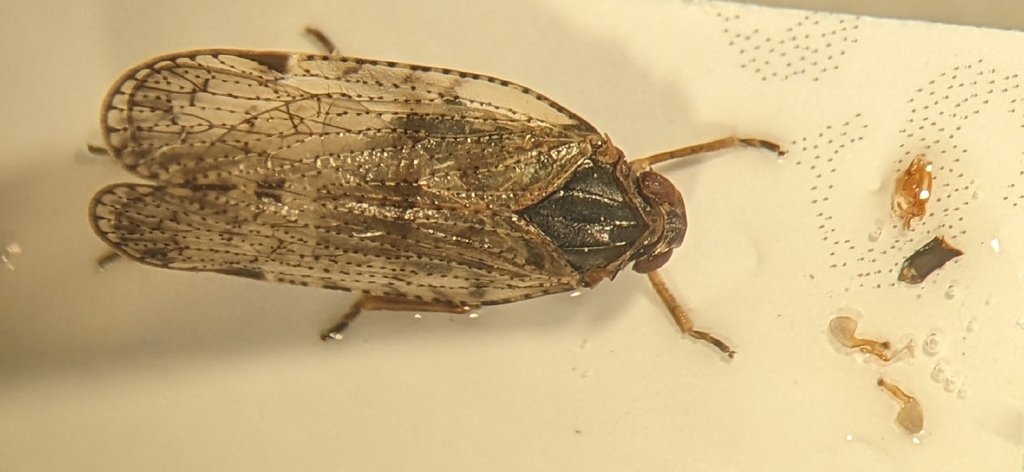 Cixius stigmaticus