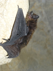 Eptesicus nilssonii