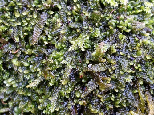 Mueller's Pouchwort (Calypogeia muelleriana)