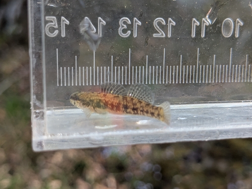 Carolina darter (Etheostoma collis) — Percidae — 4