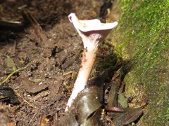 Trogia cantharelloides