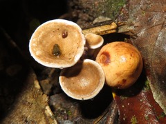 Trogia cantharelloides