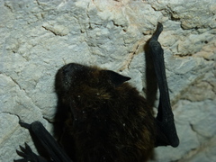 Eptesicus nilssonii