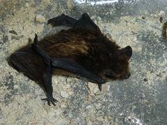 Eptesicus nilssonii