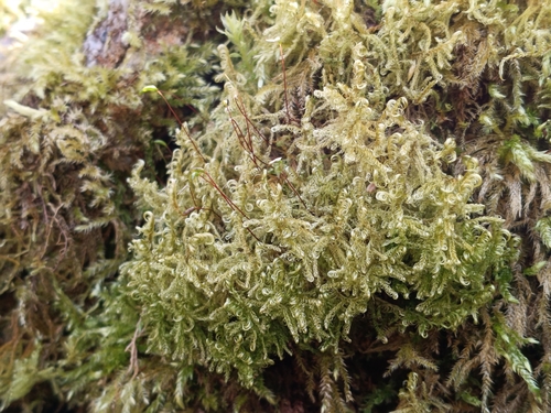 Sickle-leaved Hook-moss (Sanionia uncinata)