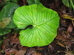 Philodendron mamei