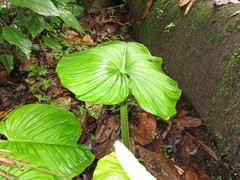 Philodendron mamei