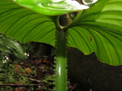 Philodendron mamei