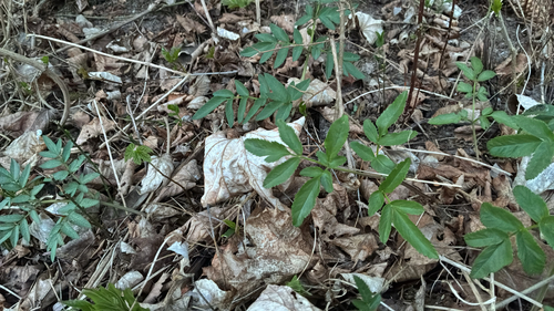Wild Angelica (Angelica sylvestris)