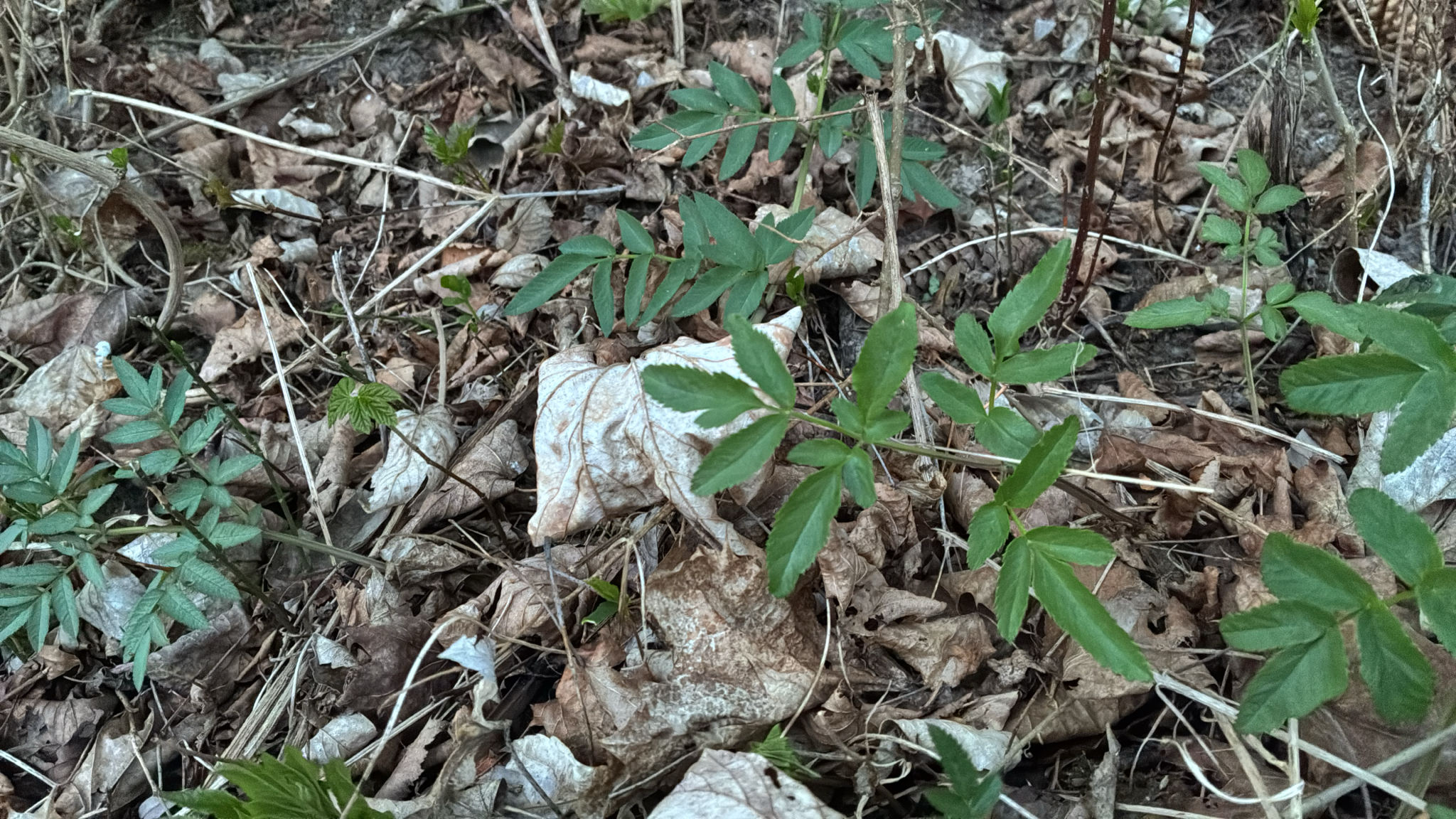 Wild Angelica (Angelica sylvestris)