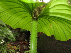Philodendron mamei