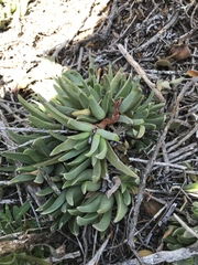 Acrodon bellidiflorus