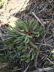 Acrodon bellidiflorus