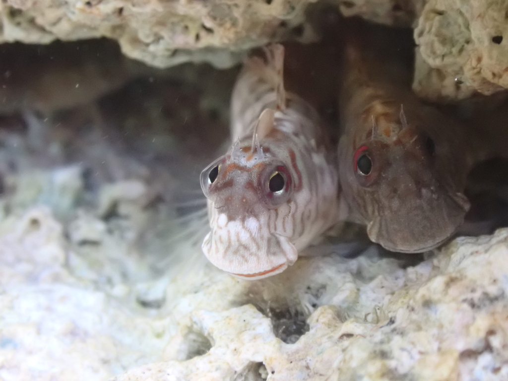 Blackmargin Blenny