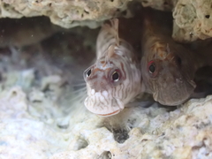 Blackmargin Blenny photo 1