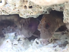 Blackmargin Blenny photo 5