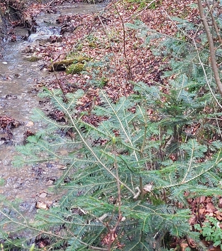 silver fir (Abies alba)