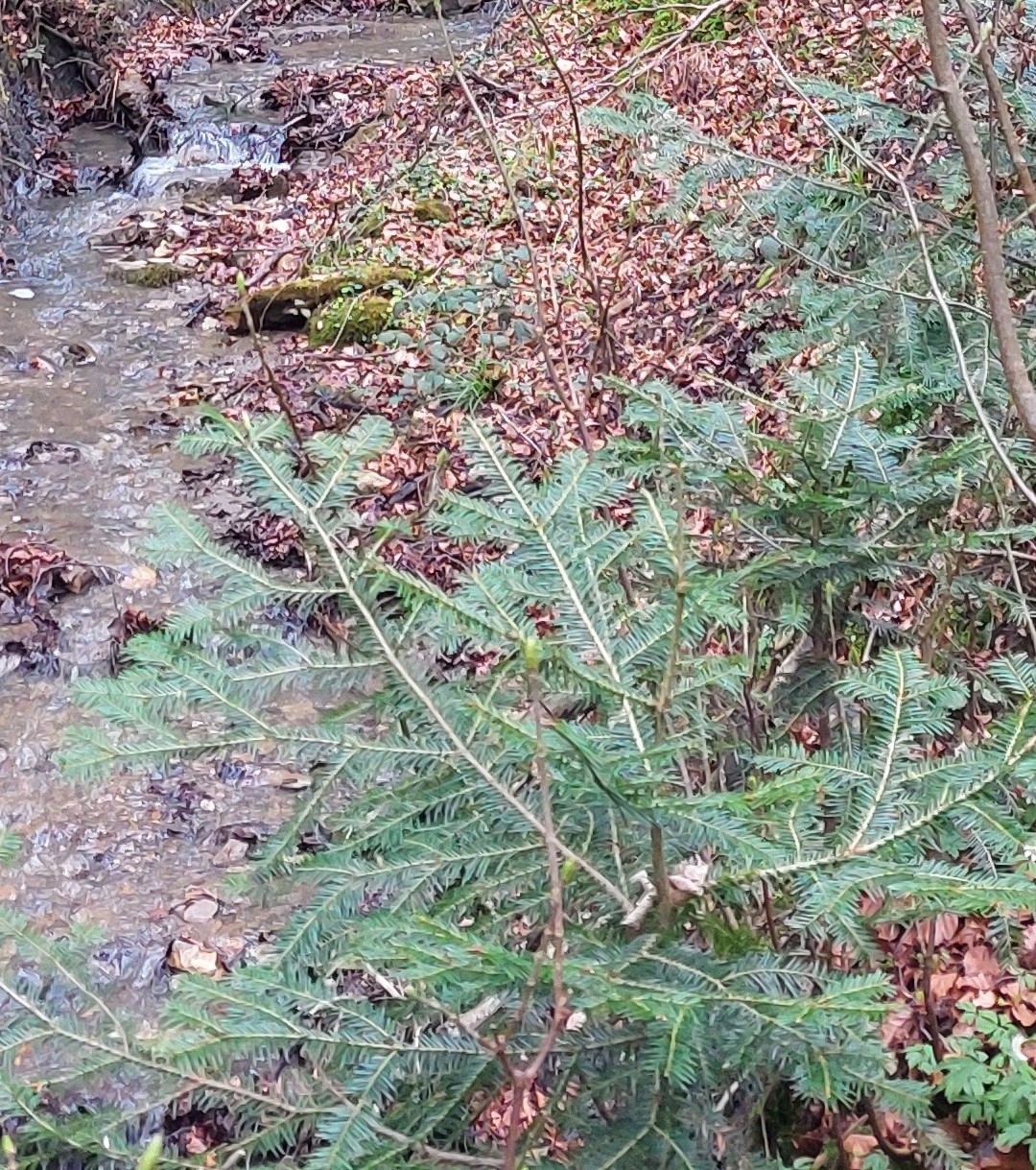 Silver Fir (Abies alba)