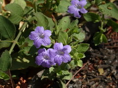 Ruellia inundata