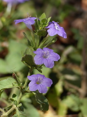 Ruellia inundata