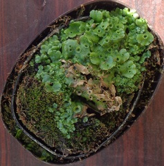 Marchantia polymorpha ruderalis