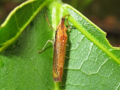 Raphirhinus phosphoreus