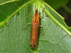 Raphirhinus phosphoreus