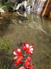Gladiolus cardinalis