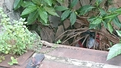 Varanus salvator bivittatus