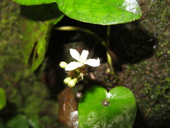 Geophila