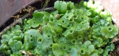 Marchantia polymorpha ruderalis