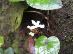 Geophila