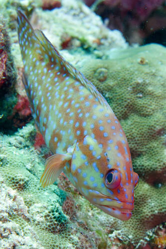 Cephalopholis miniata